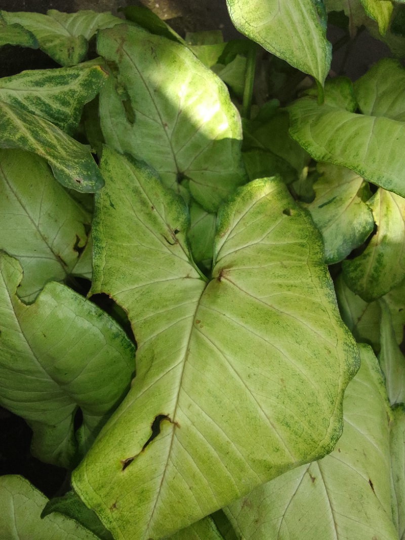 Chicory Name Of Disease