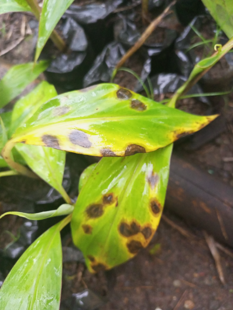 Plantain Plantain Disease In The Nursery