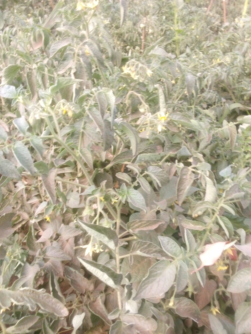 PlantVillage Tomato Disease