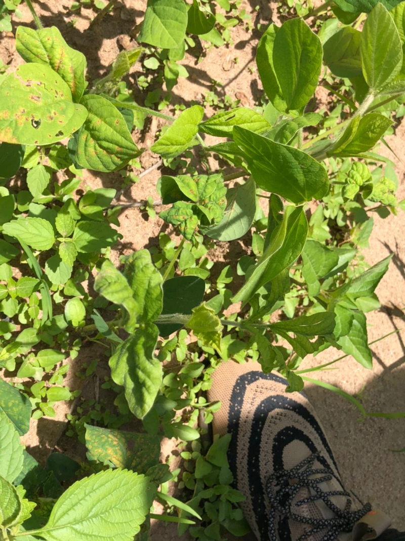 Symptoms Soyabean Rust