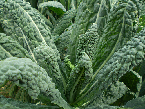 Kale Diseases And Pests Description Uses Propagation