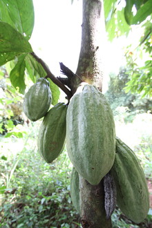 A cocoa pod on a tree in Ghana