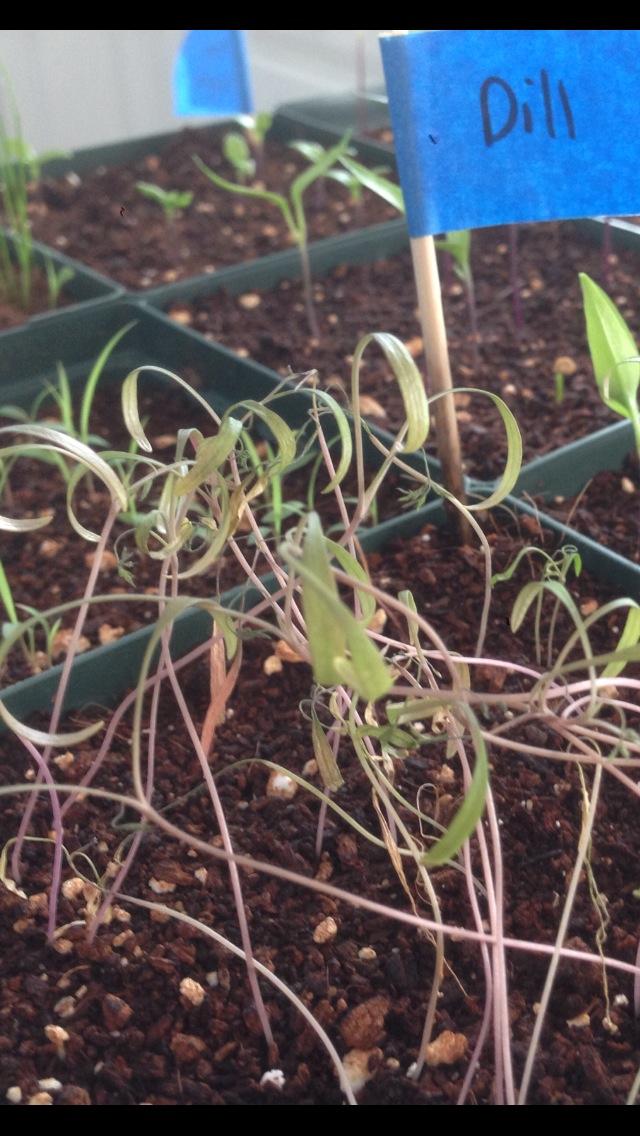 General Dill can't get it to grow properly