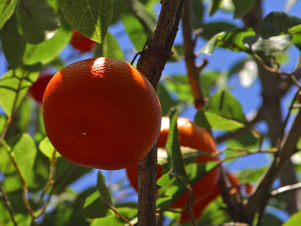 Mandarin oranges Diseases and Pests, Description, Uses, Propagation