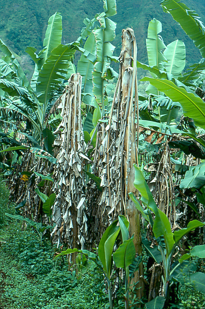 Banana Diseases and Pests, Description, Uses, Propagation