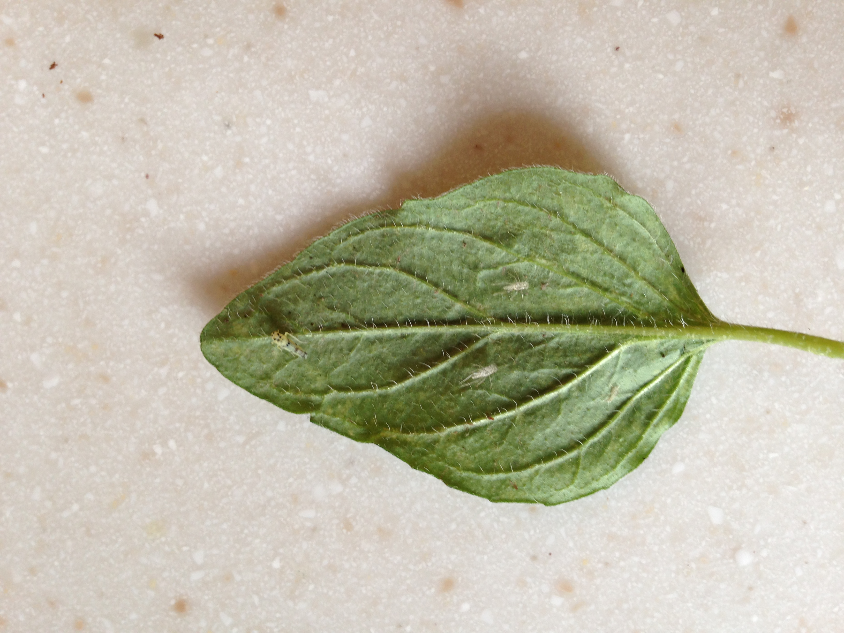 Oregano White spots on oregano leaves