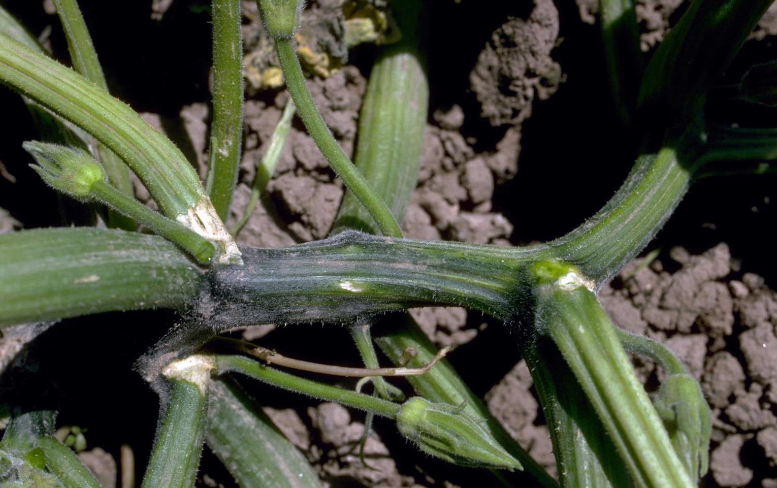 Squash Diseases and Pests, Description, Uses, Propagation