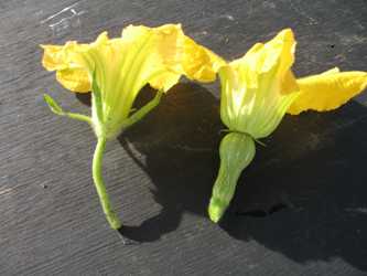 Cucumber Cucumbers Producing Flowers But No Fruit