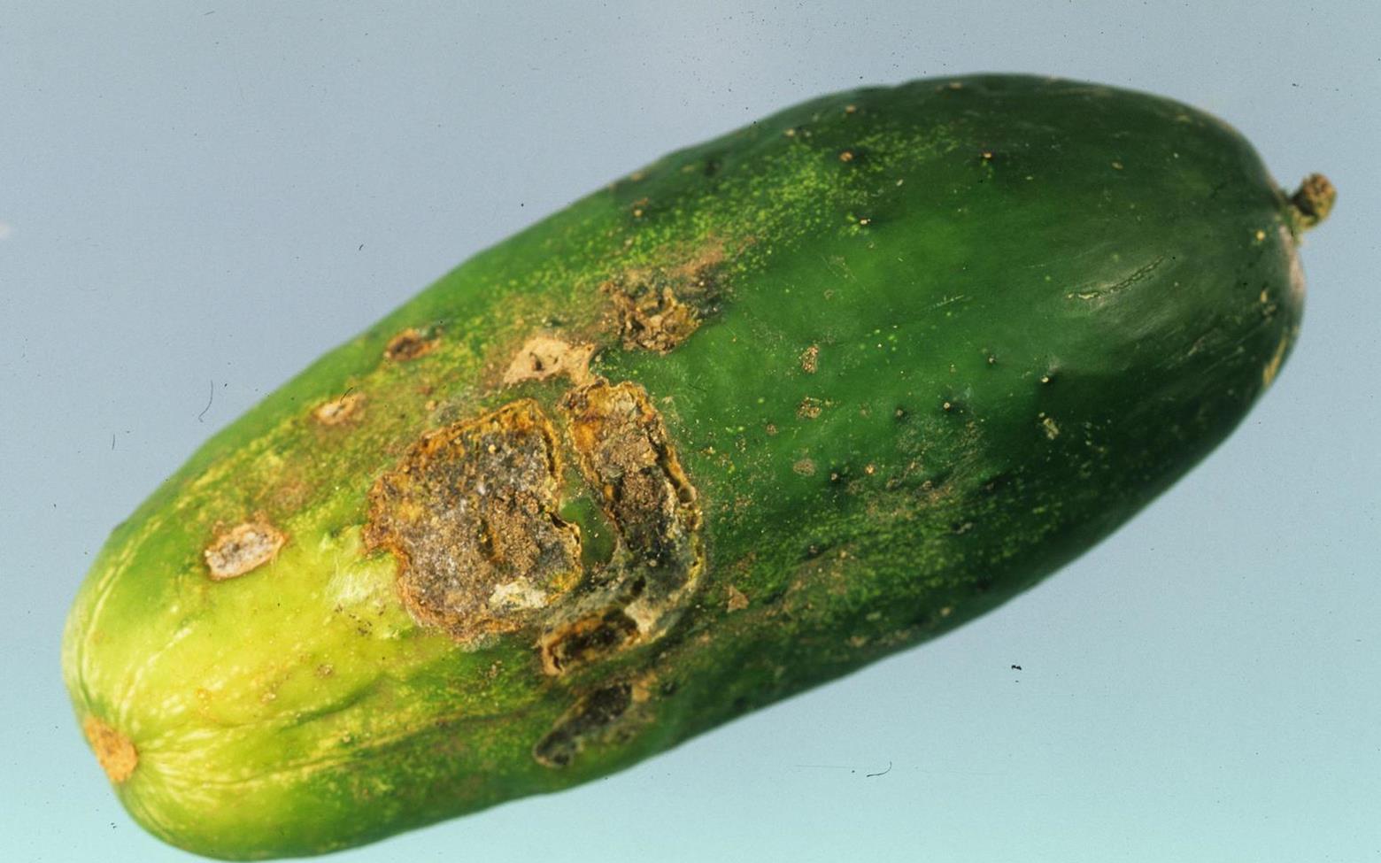 Cucumber Diseases and Pests, Description, Uses, Propagation