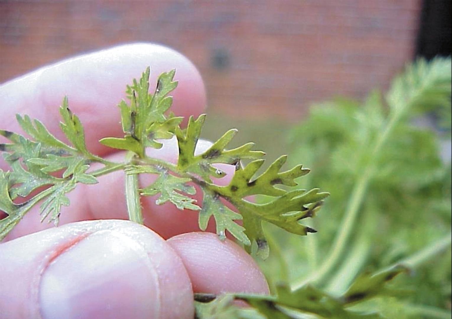 Carrot Diseases and Pests, Description, Uses, Propagation