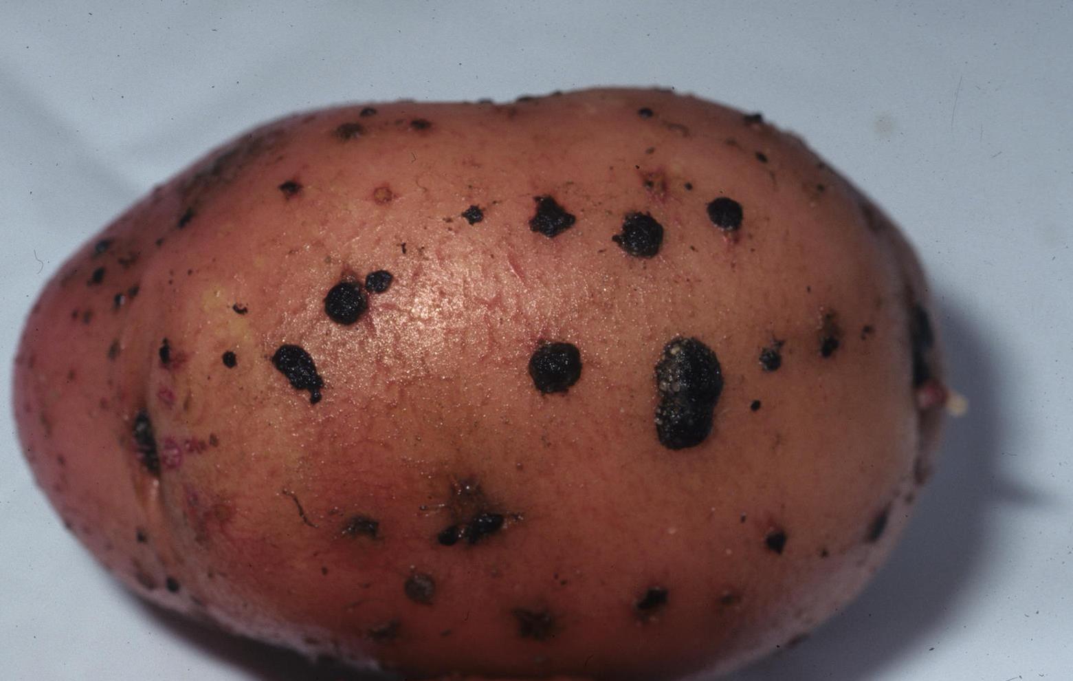 Potato Diseases And Pests Description Uses Propagation