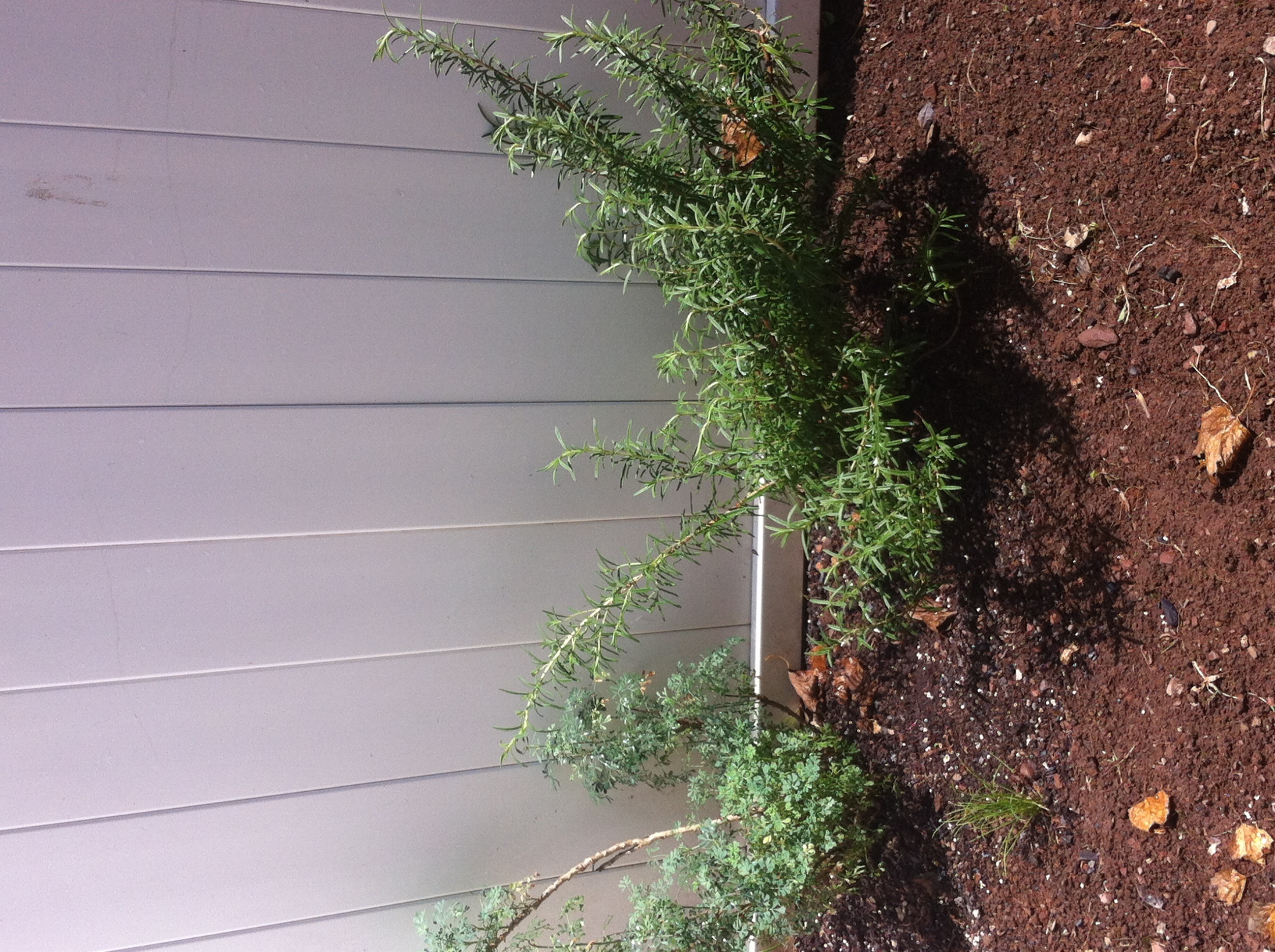 Rosemary How to transplant rosemary?