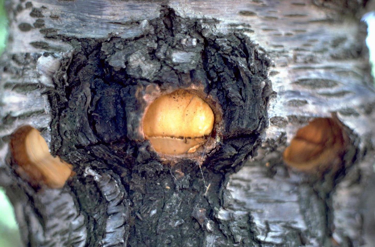 Cherry (including sour) Diseases and Pests, Description, Uses