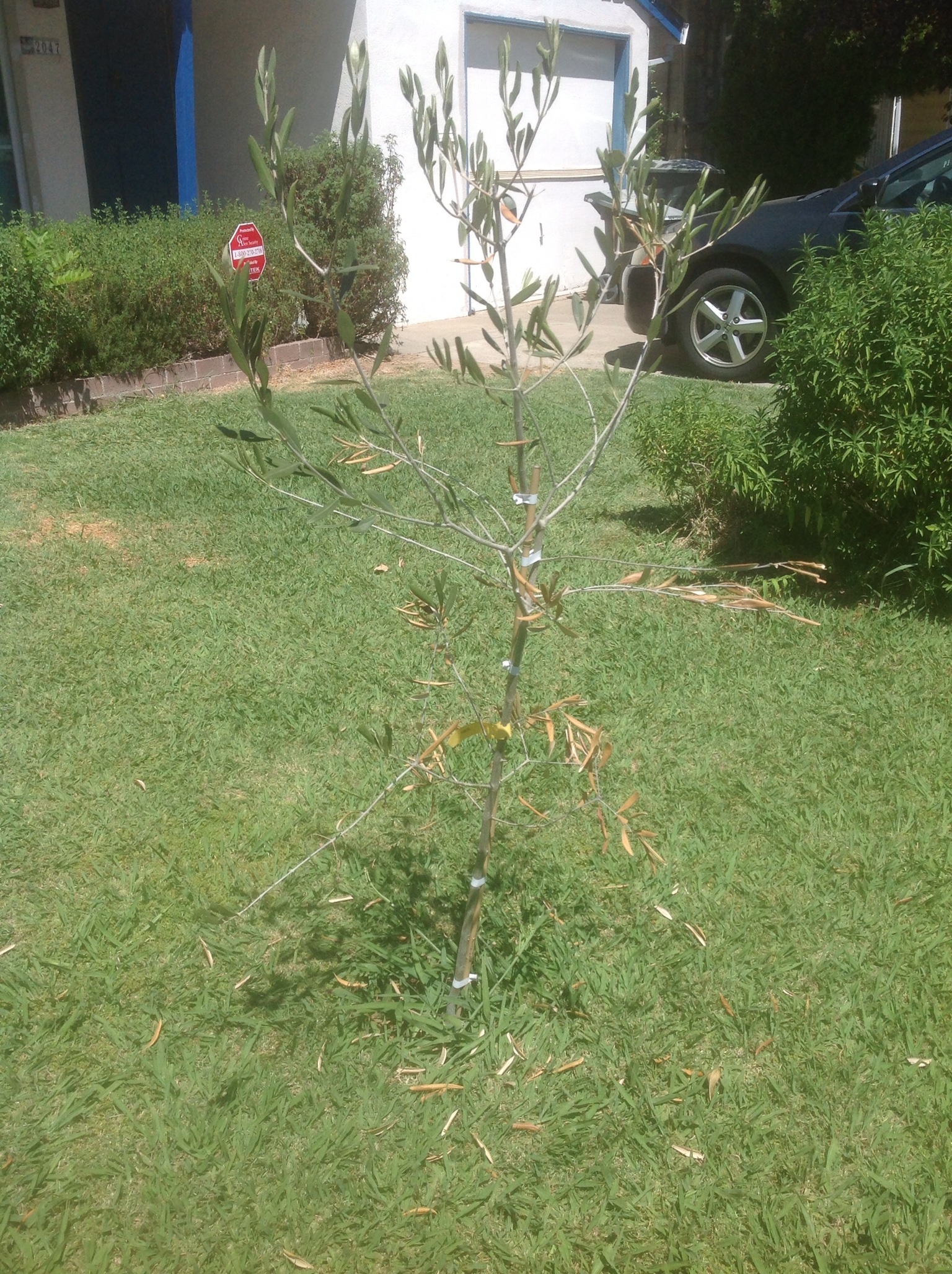 General What is wrong with this Russian Olive tree?