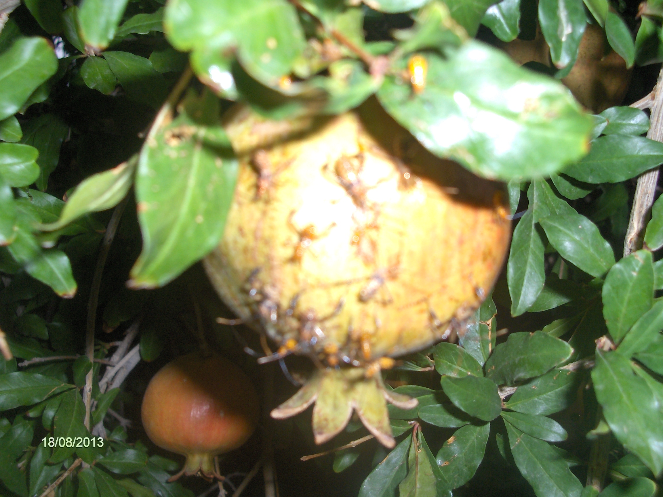 General | Bugs on Pomegranate fruits and Tomato fruit