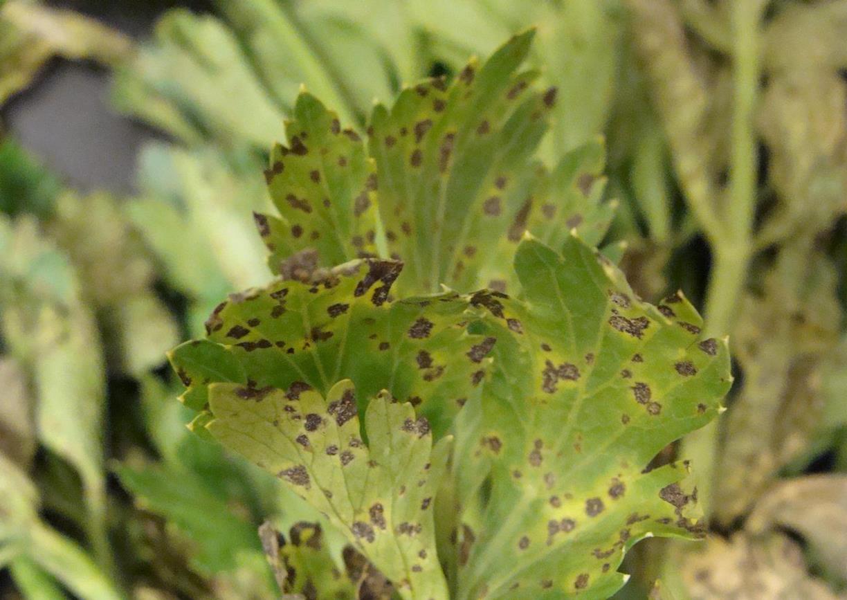 Celery Diseases and Pests, Description, Uses, Propagation