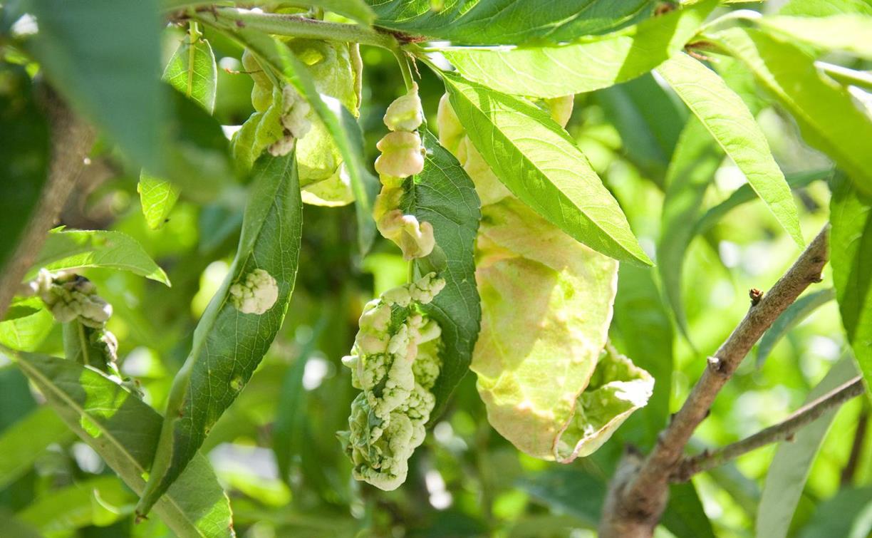 Peach Diseases and Pests, Description, Uses, Propagation
