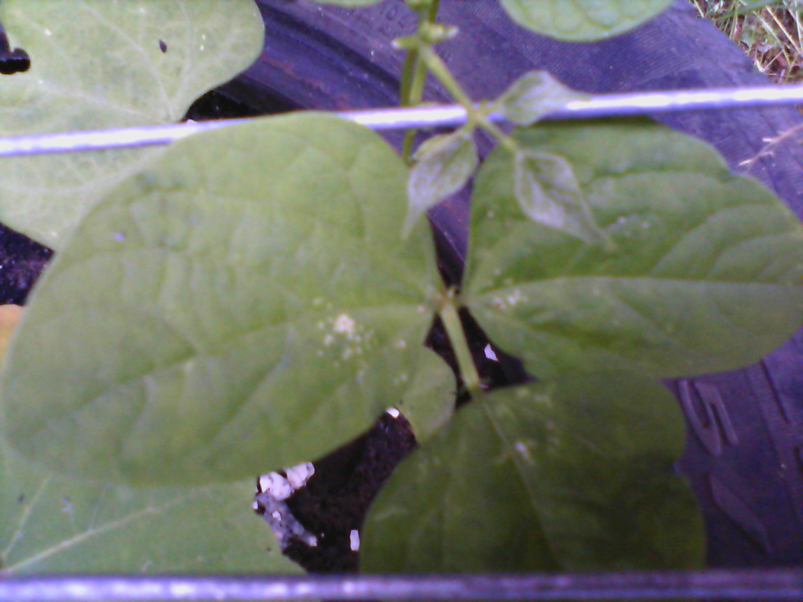 Oregano Yellow spots on oregano plant