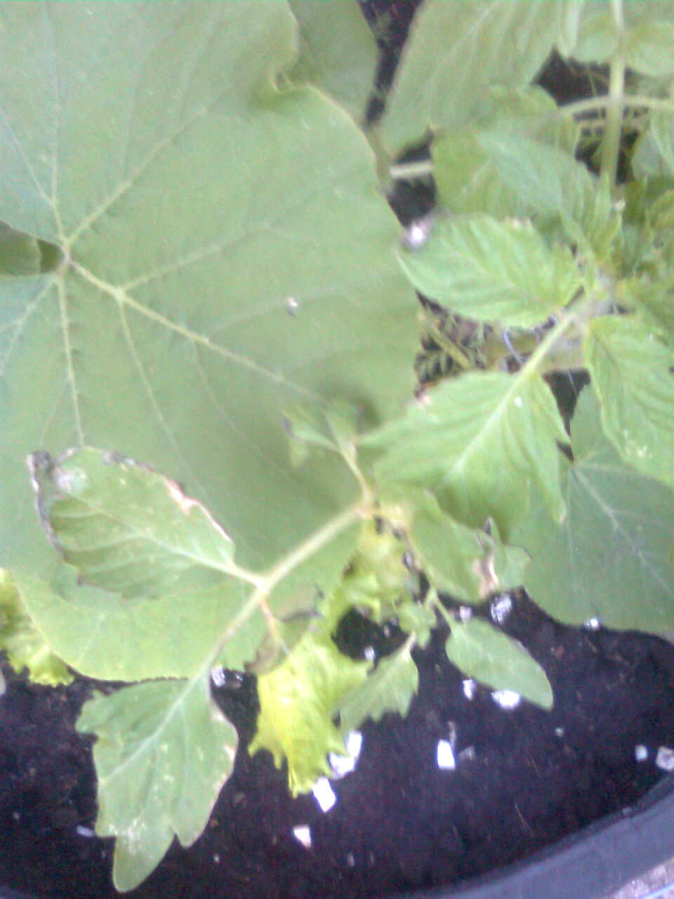 Tomato burned tomato leaves?