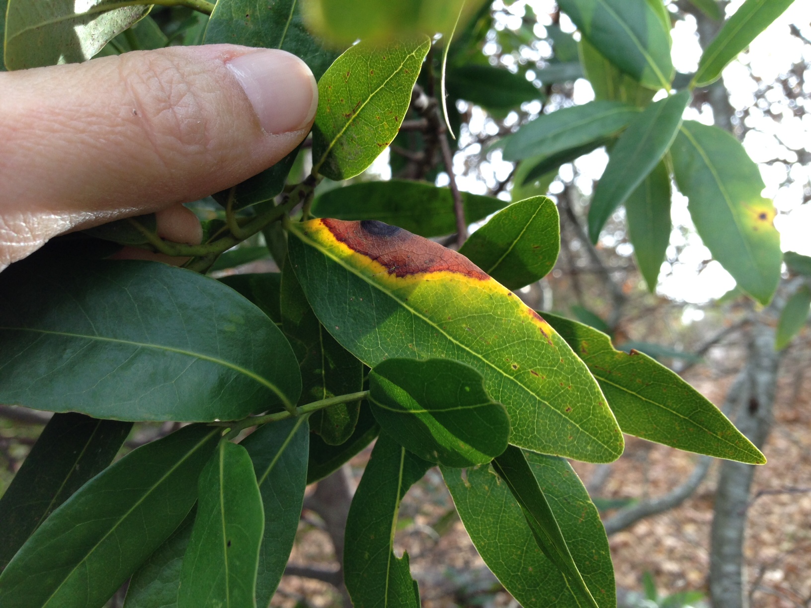 General What are the symptoms of sudden oak death on bay laurel?