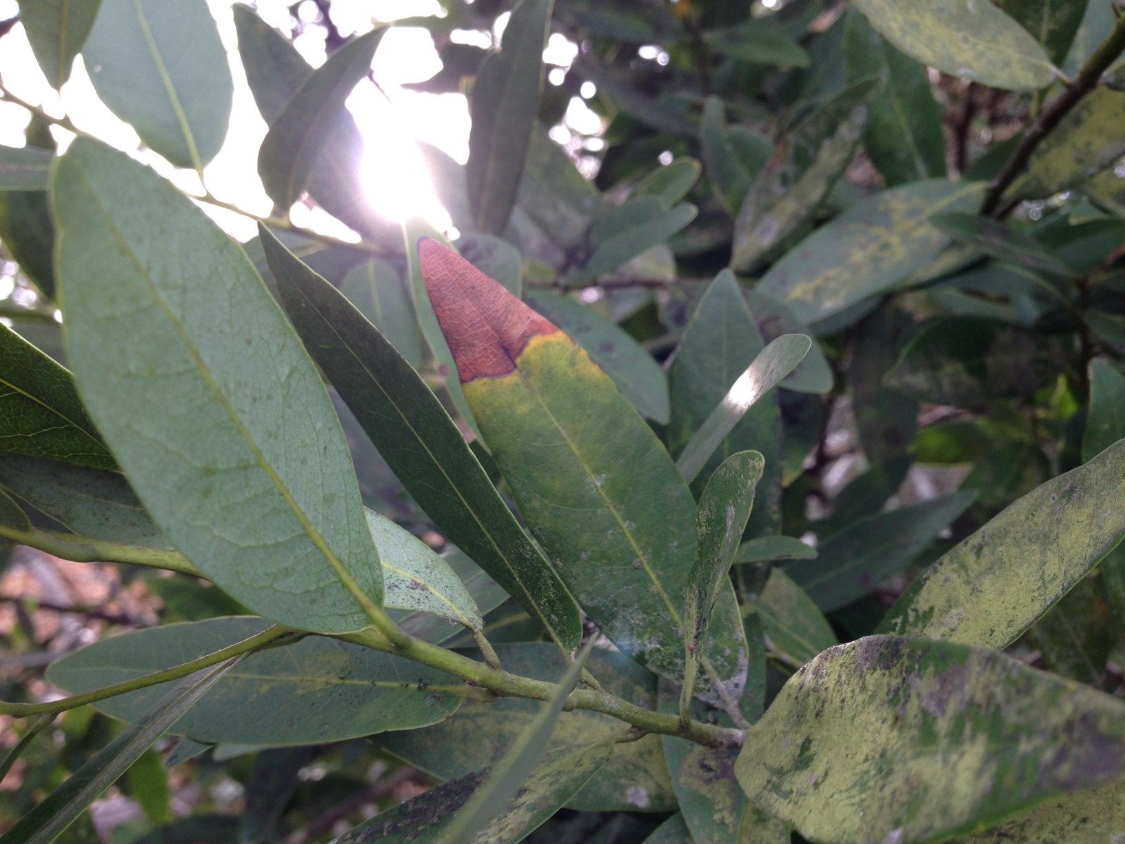 General What are the symptoms of sudden oak death on bay laurel?