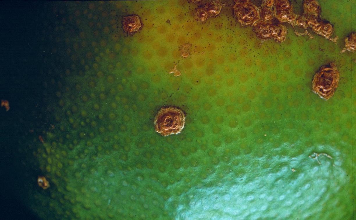 Mandarin oranges Diseases and Pests, Description, Uses, Propagation