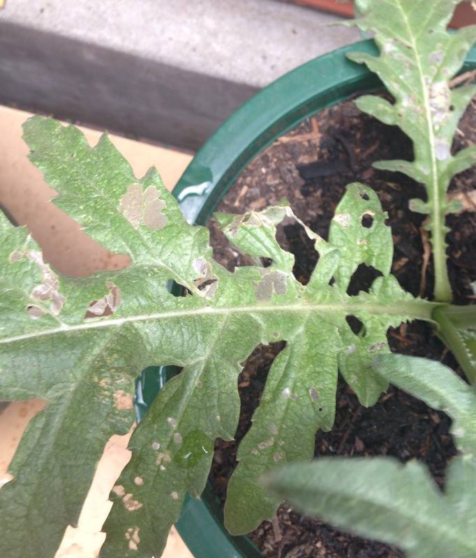 Artichoke Help with Artichoke