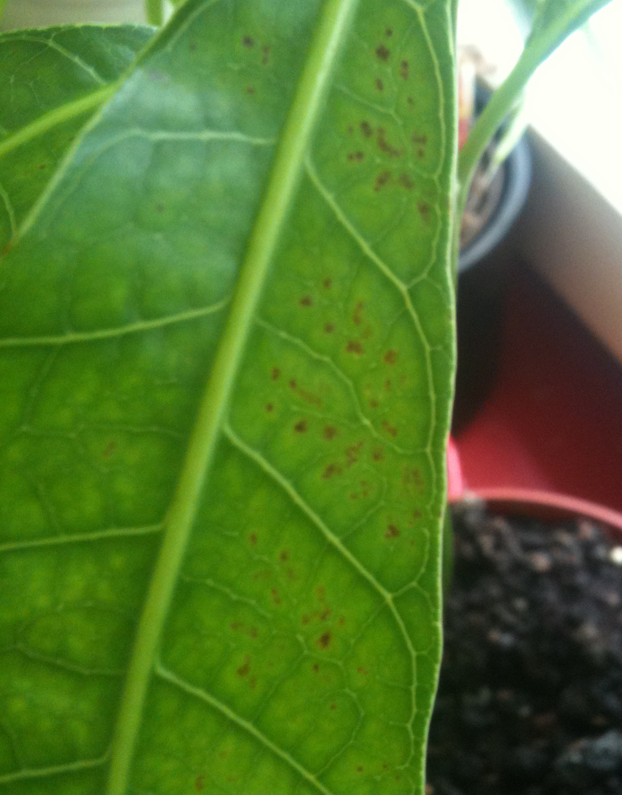 Mango Brown spots on young mango leaves