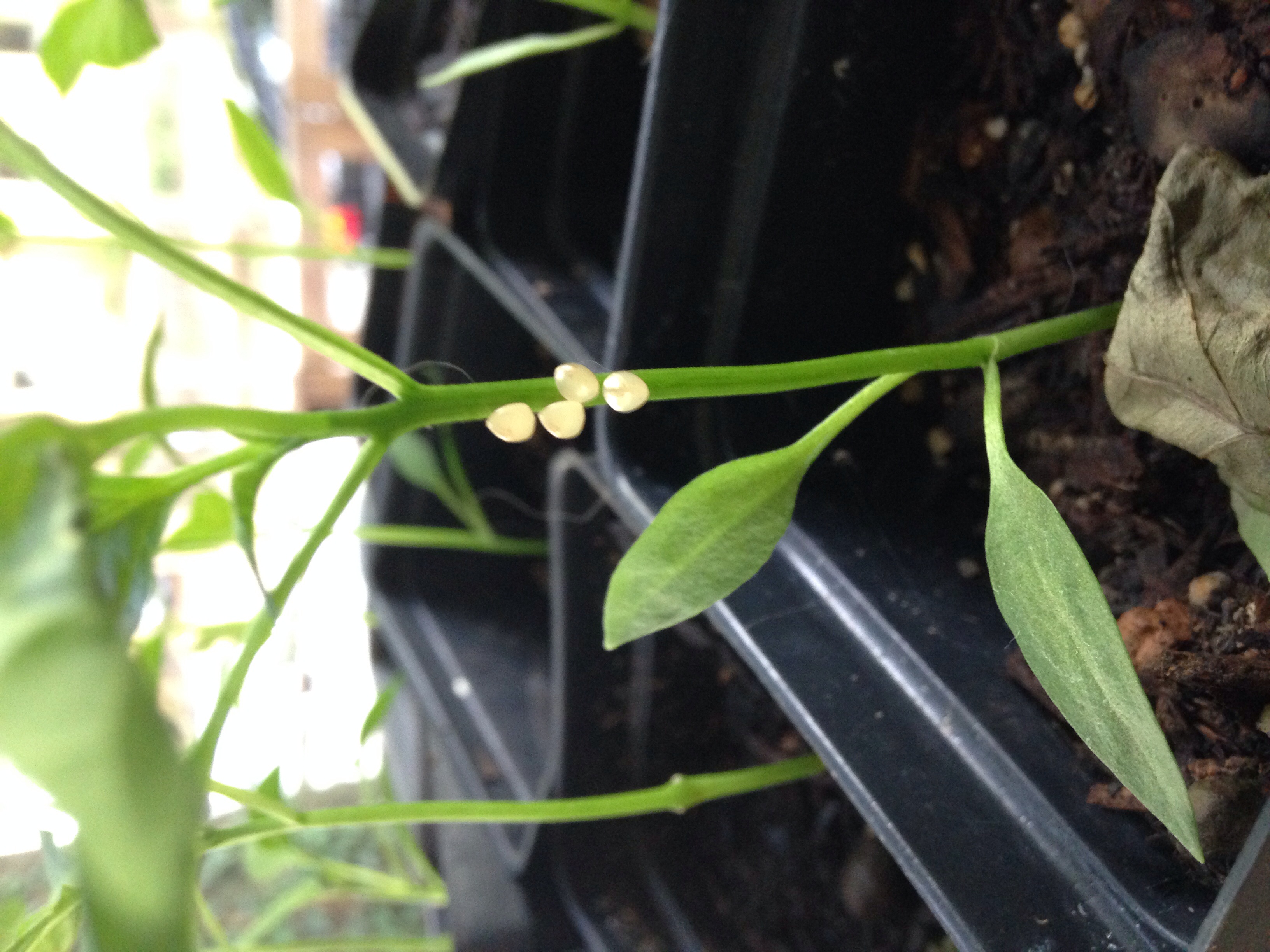 General Eggs on my pepper plant??