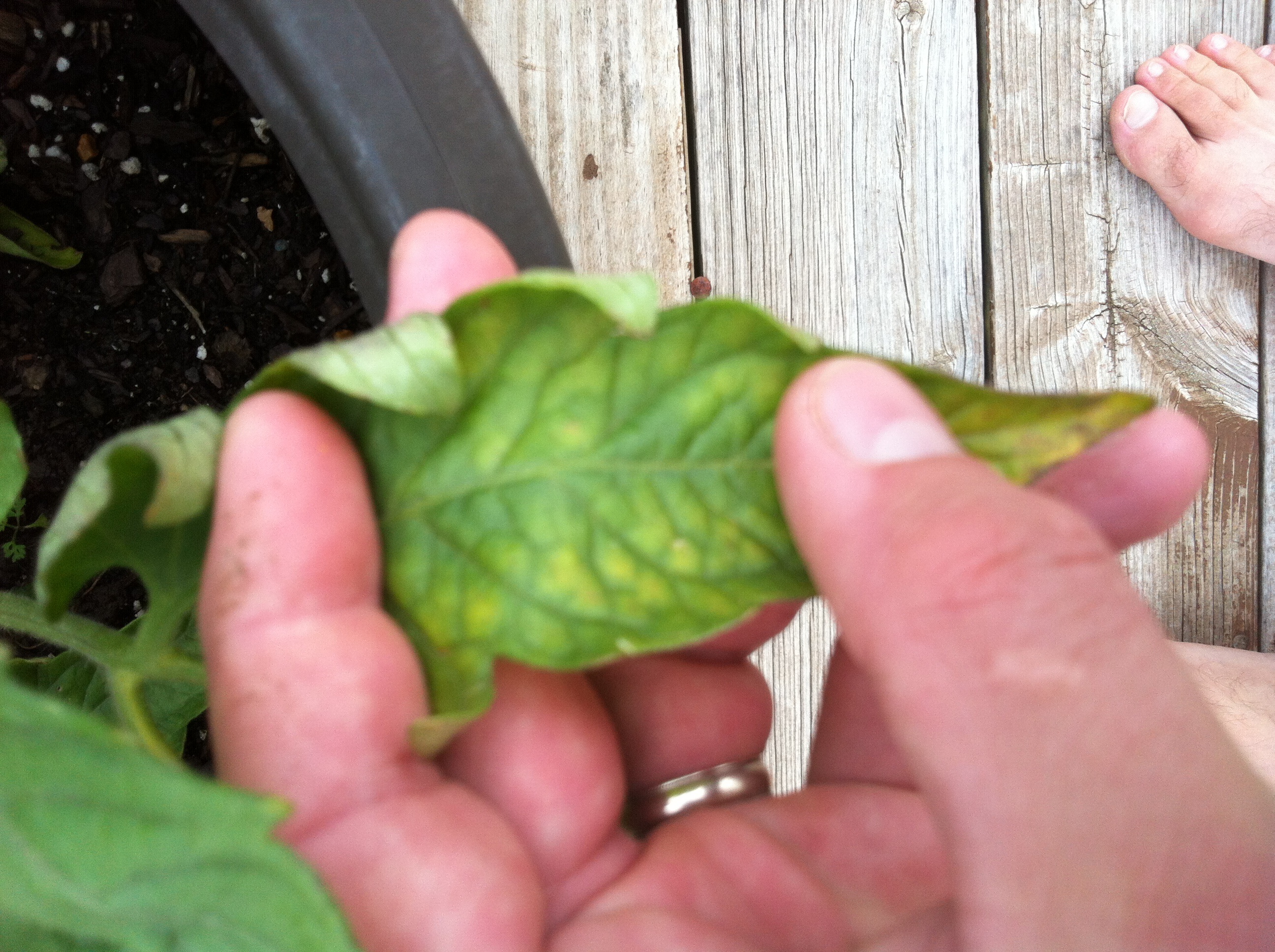 Tomato Curling Tomato Plant Leaves