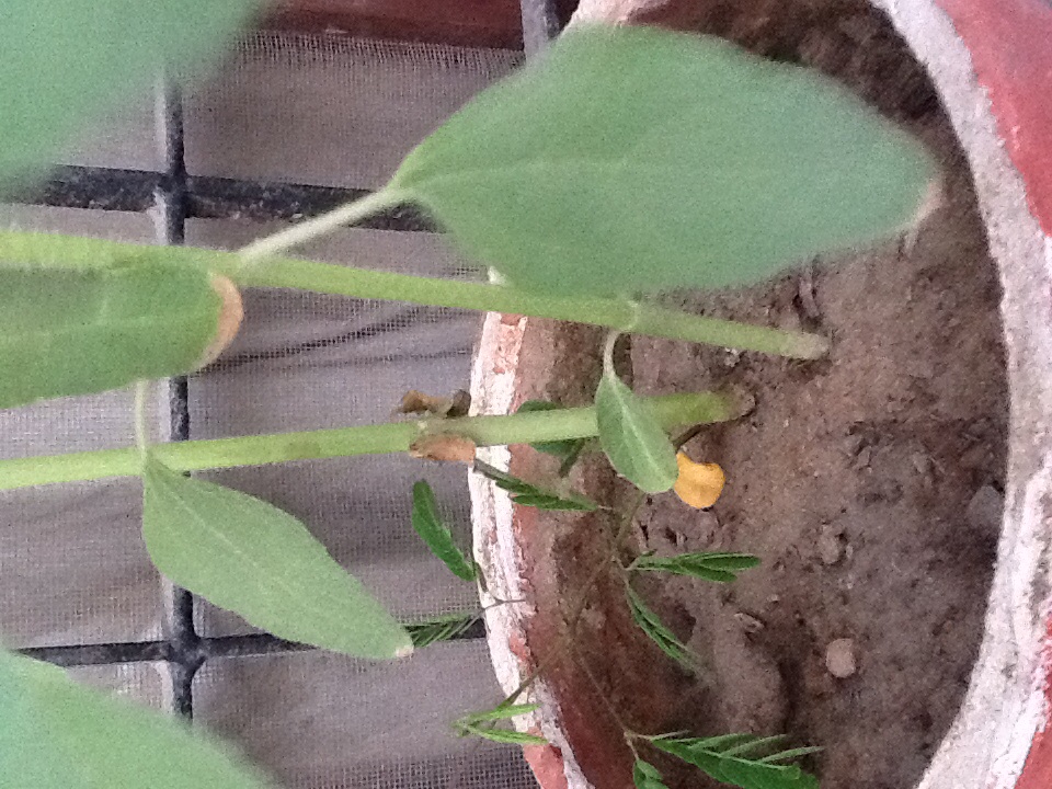Sunflower Sunflower cotyledons turning yellow