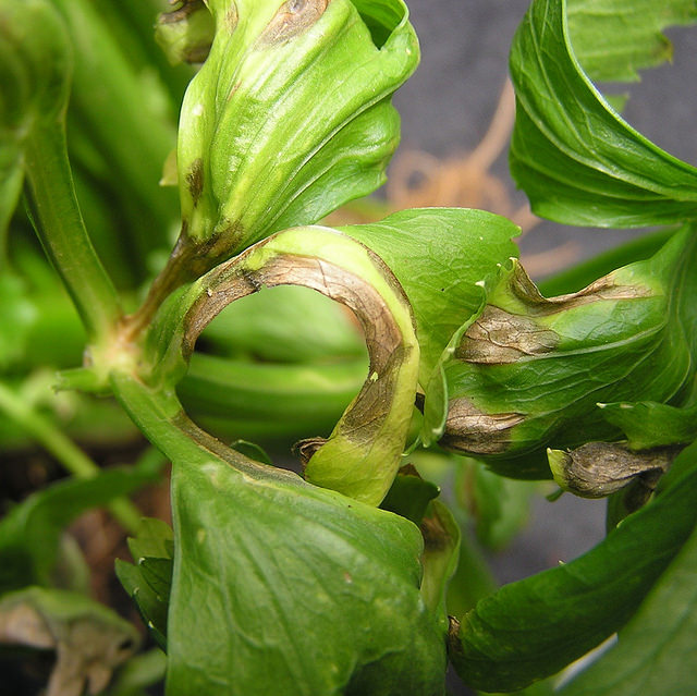 Celery Diseases and Pests, Description, Uses, Propagation