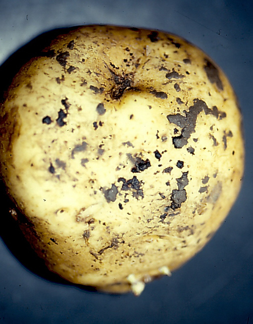 Potato Diseases and Pests, Description, Uses, Propagation