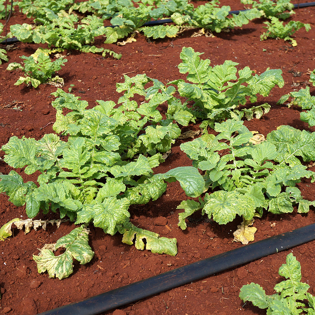 Turnip Diseases and Pests, Description, Uses, Propagation