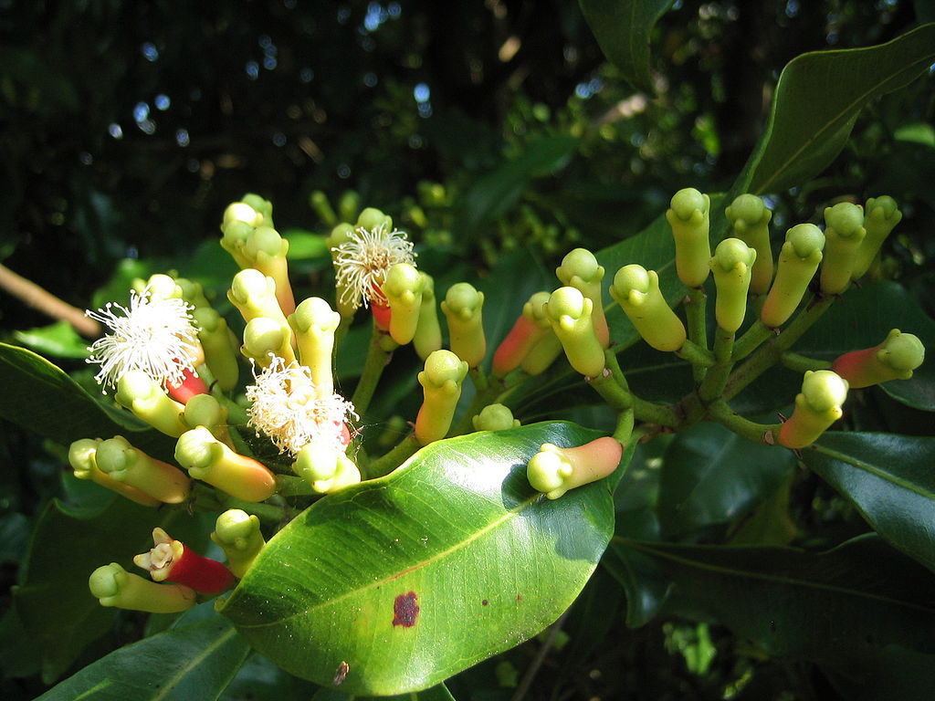 1024px-Syzygium_aromaticum_on_tree.jpg