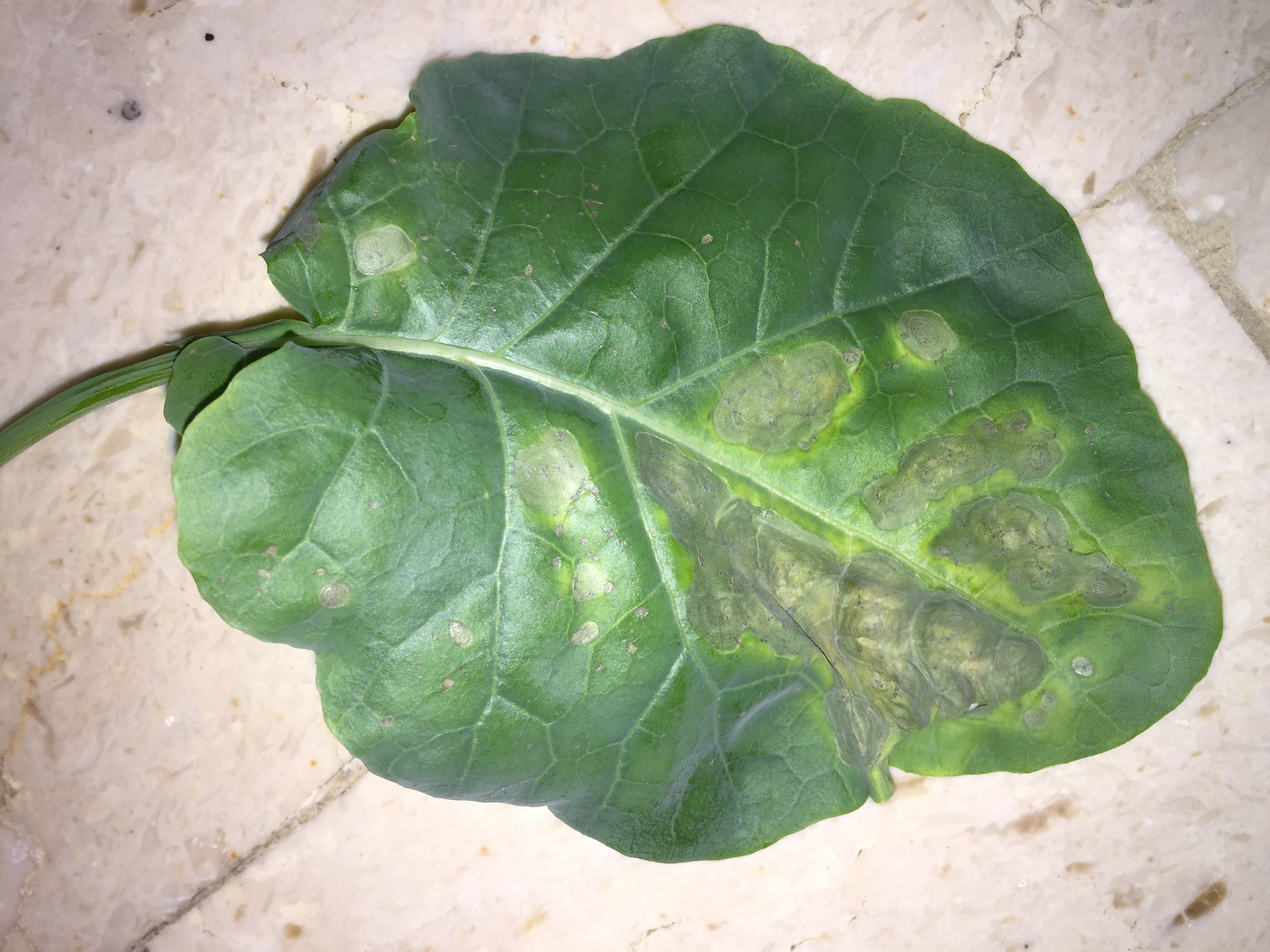 Broccoli Spots on my broccoli leaf