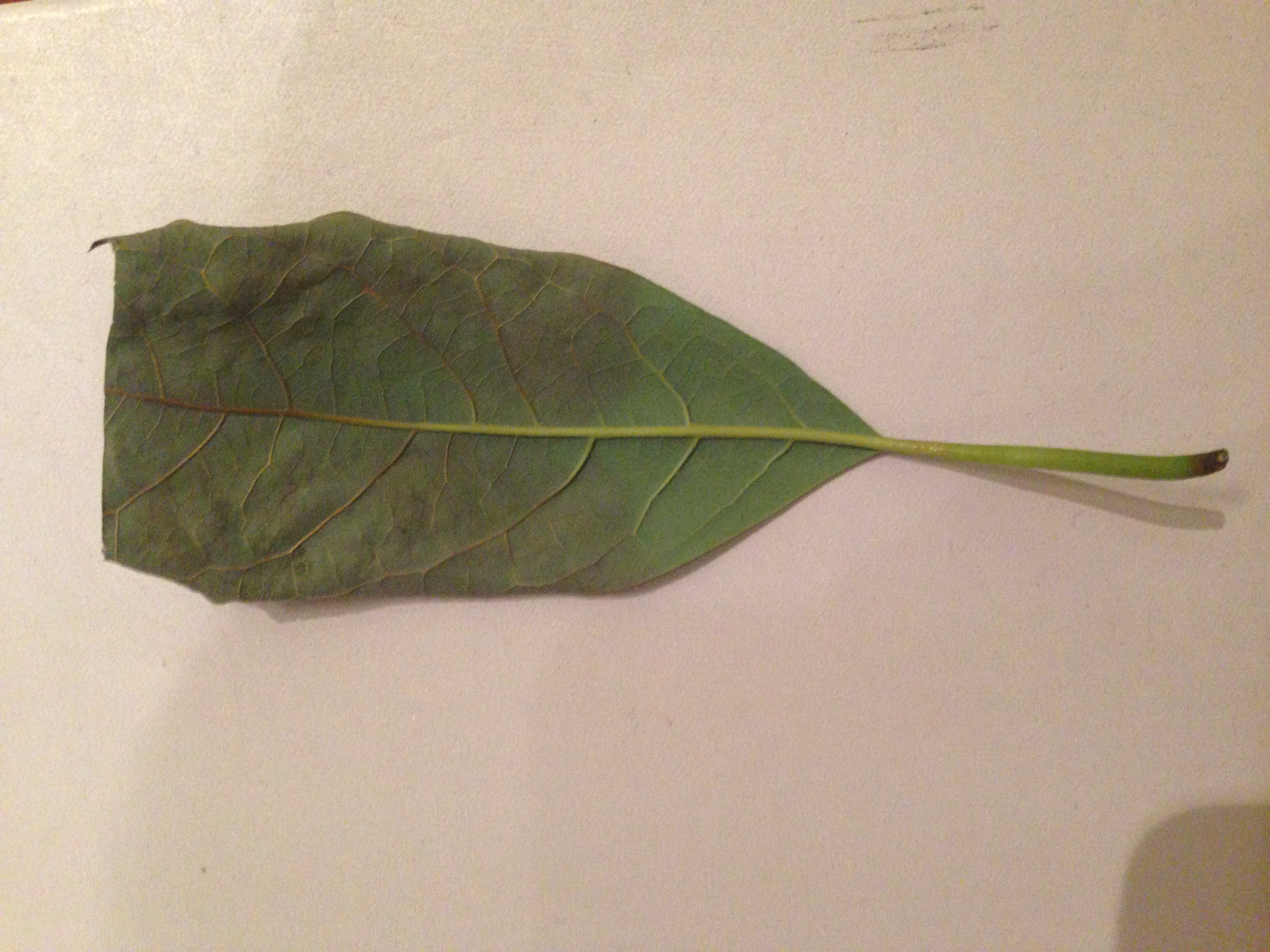 Avocado Avocado tree leaf burn