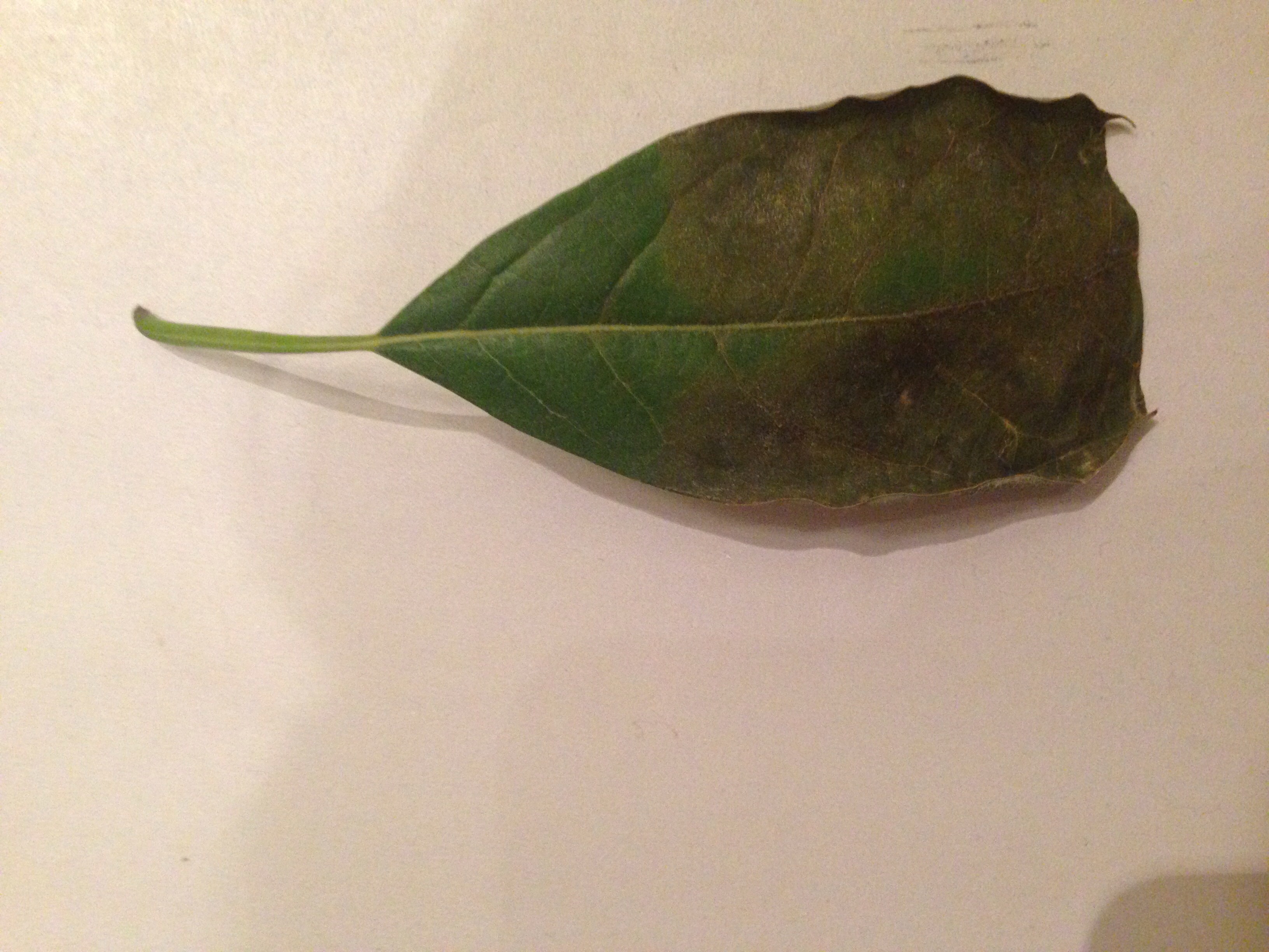 Avocado Avocado tree leaf burn