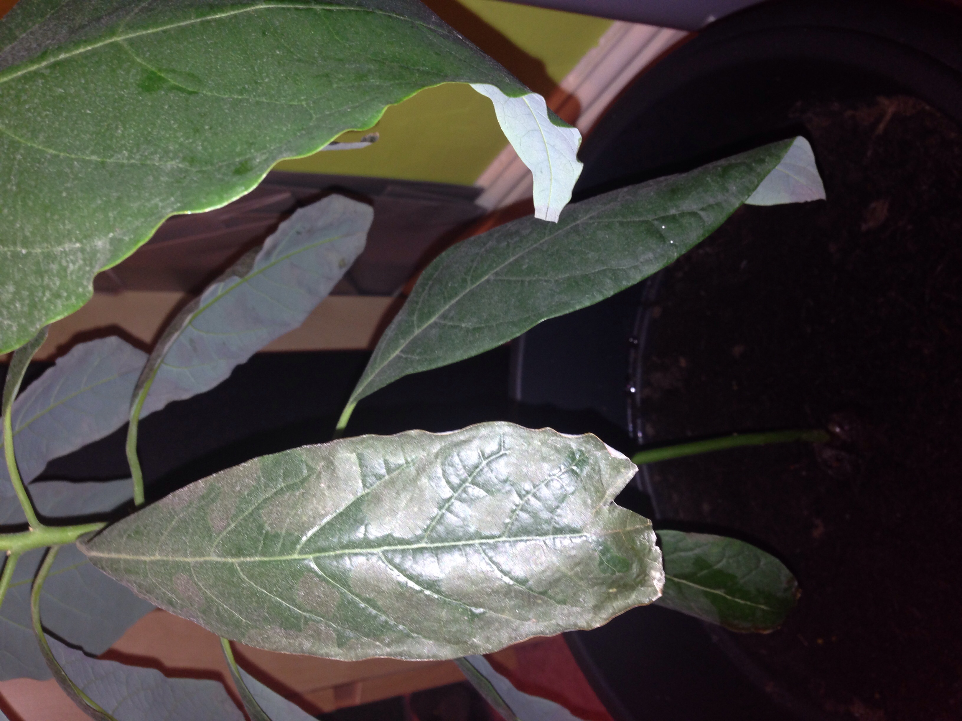Avocado Avocado tree leaf burn