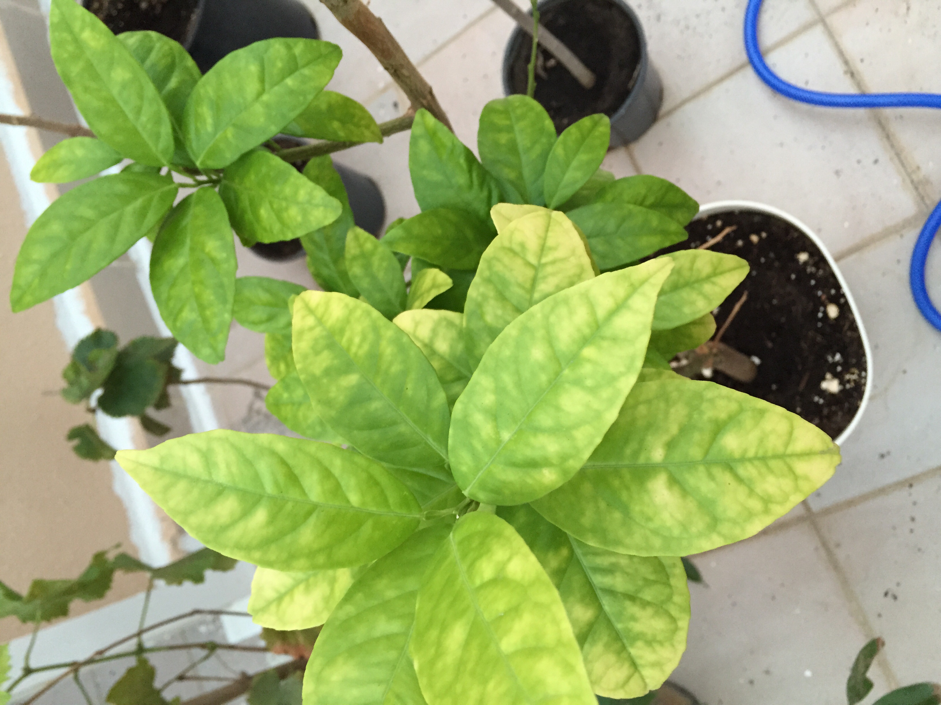Orange Orange tree leaves turning yellow