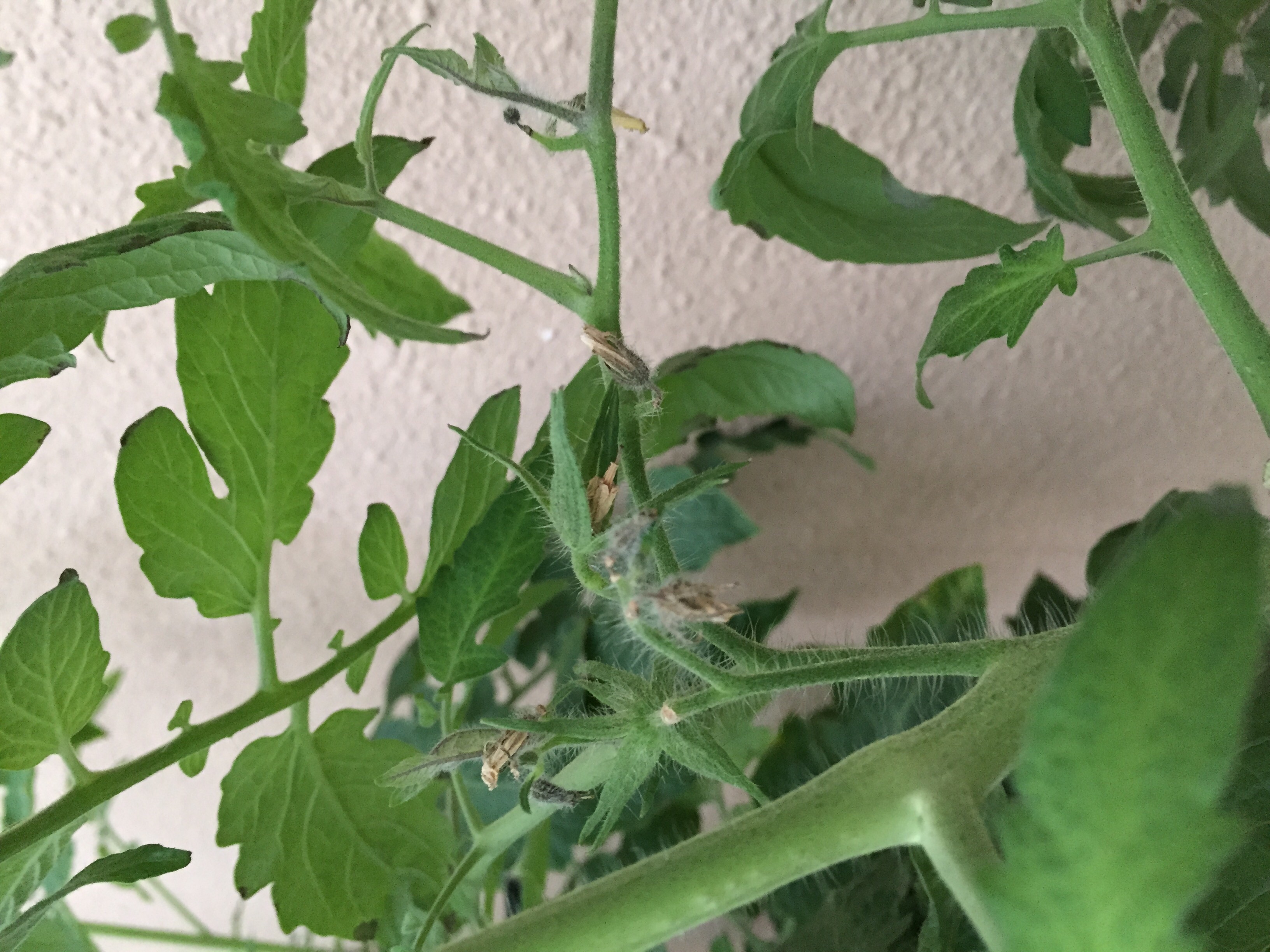 Tomato Tomato plant not fruiting, has double stem