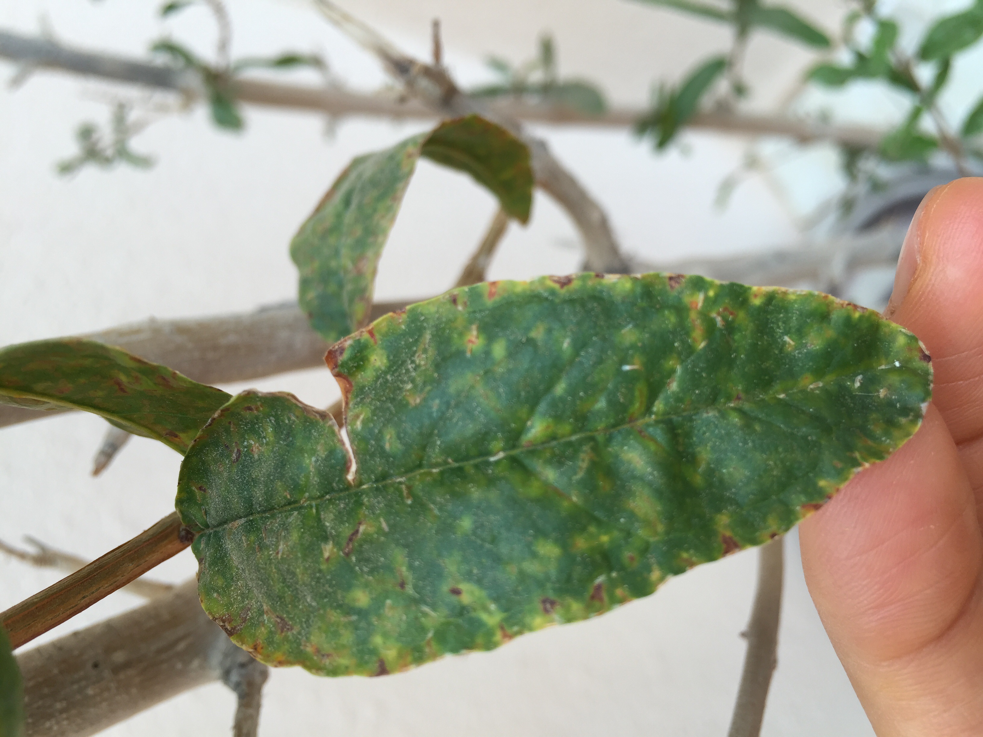 Pomegranate | Curling leaves on pomegranate