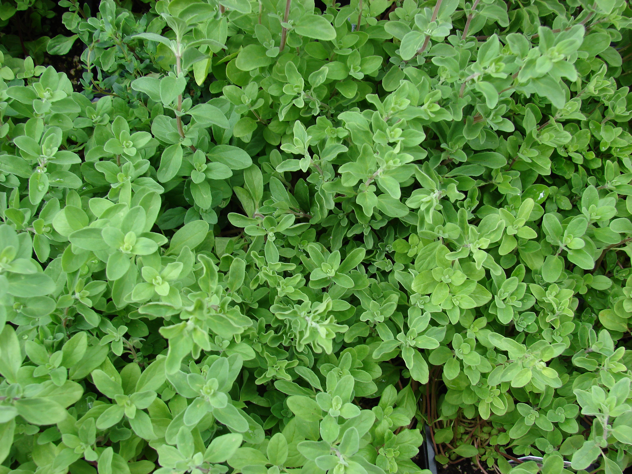 Marjoram Diseases and Pests, Description, Uses, Propagation