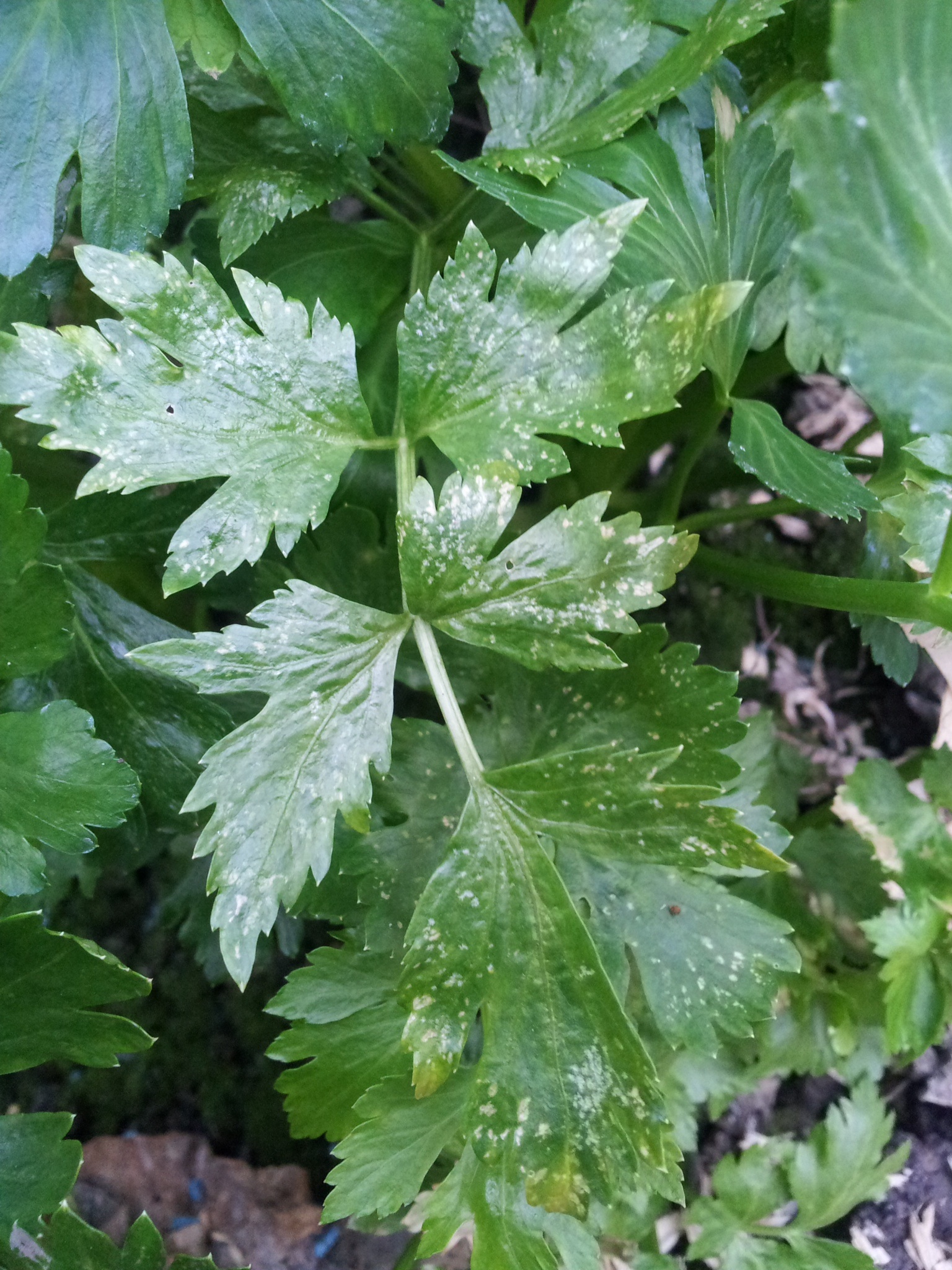 Celery White dots in celery leaf