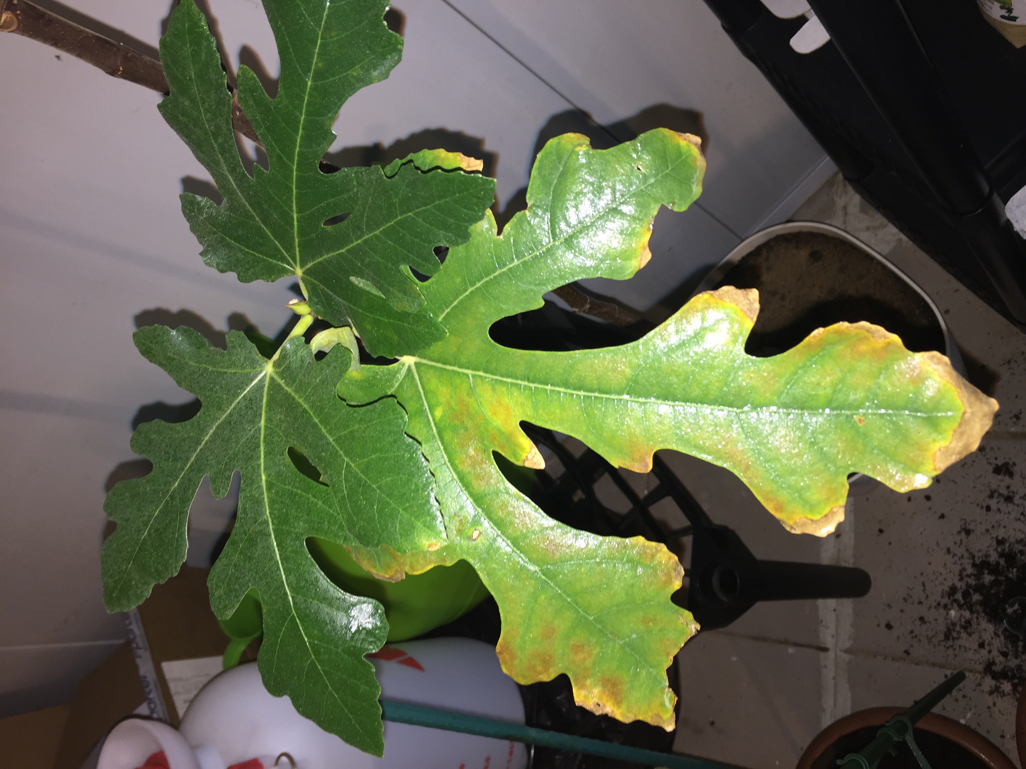 Fig Fig tree leaf going brown