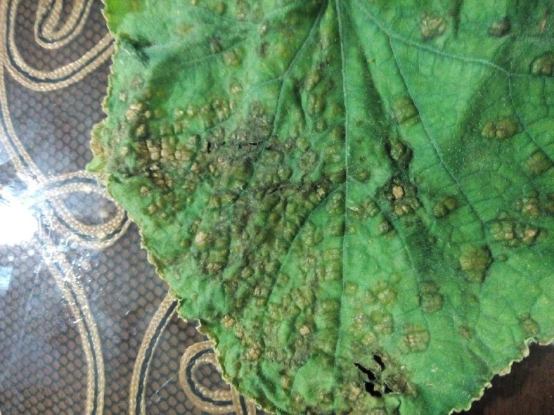 Cucumber | Problem with cucumber