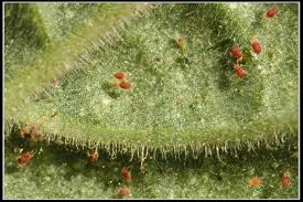 Cucumber | Spider disease