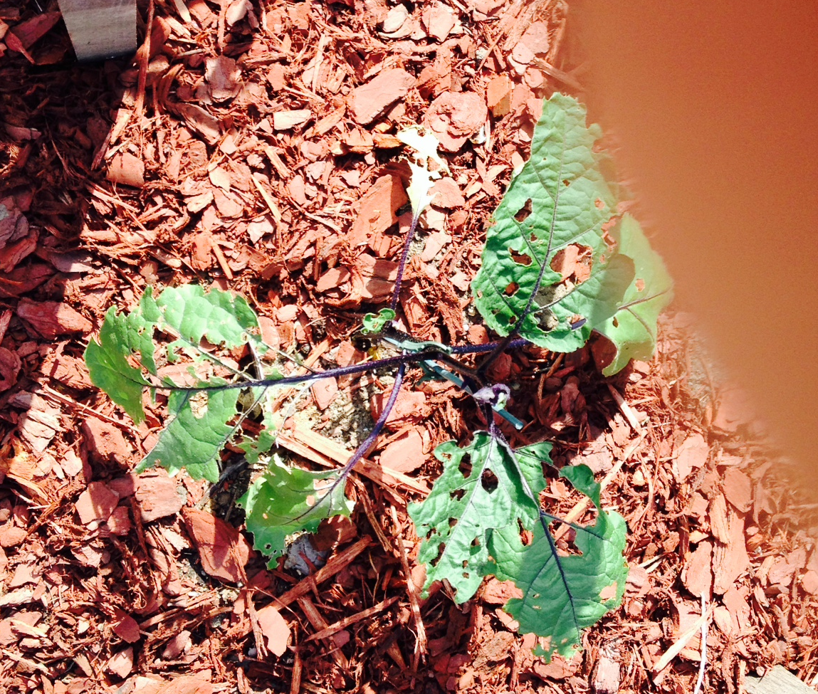 Eggplant Eggplant Leaves Being Eaten