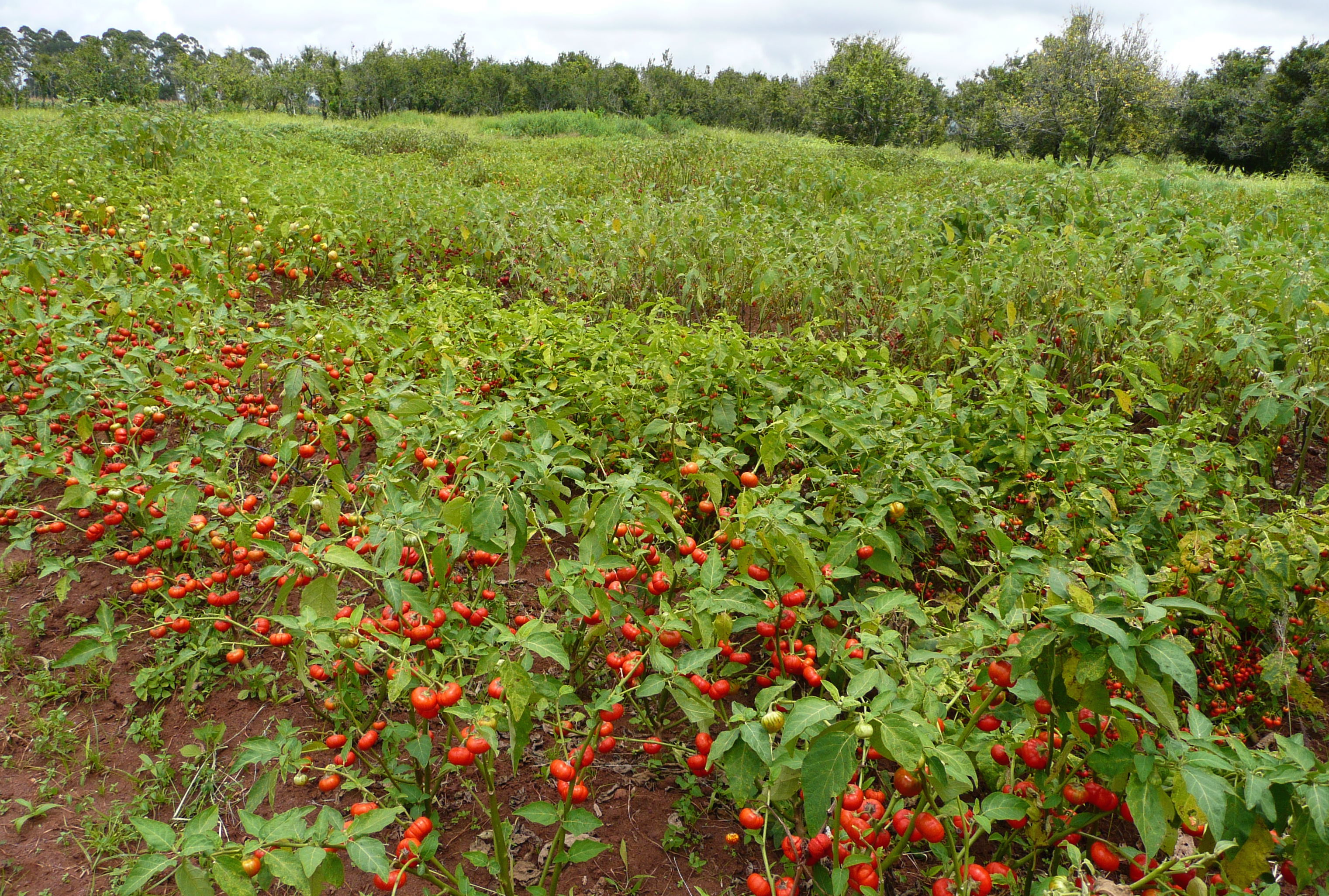 African Eggplant Diseases and Pests, Description, Uses, Propagation
