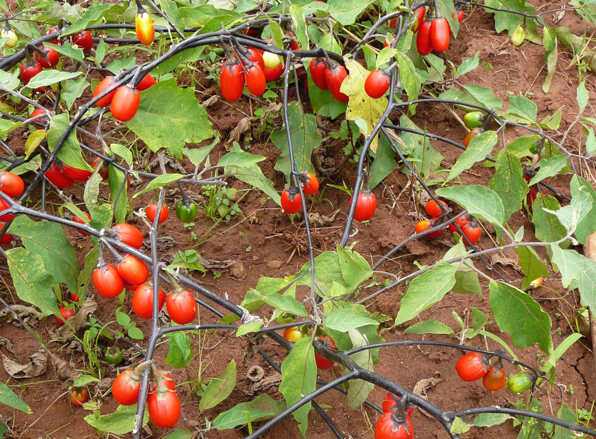African Eggplant Diseases and Pests, Description, Uses, Propagation